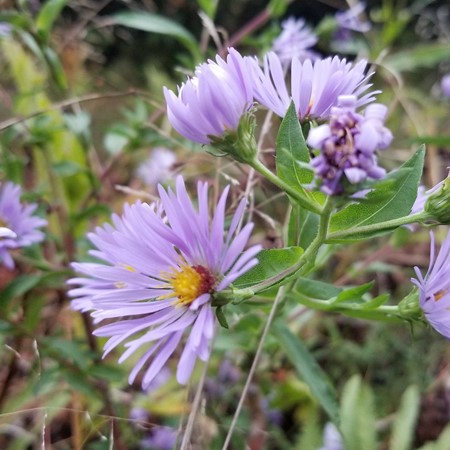 Purple stems and green leaves - photos of Symphyotrichum Chilense