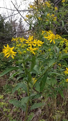 Wingstem Dead Wingstem crownbeard highlights - Flora of Pennsylvania