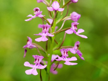 Platanthera peramoena