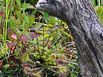 Drosera rotundifolia