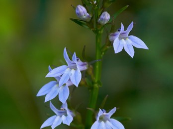 Lobelia inflata
