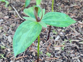 Trillium cuneatum