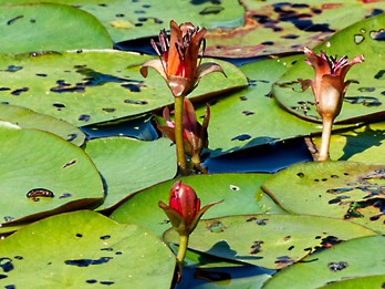 Brasenia schreberi