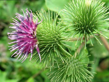 Arctium lappa