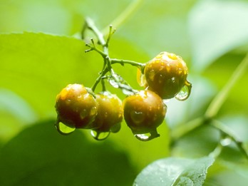 Celastrus scandens