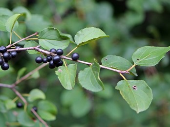 Invasive PA plants - Flora of Pennsylvania