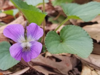 Viola sororia
