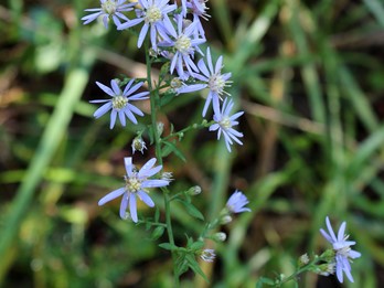Symphyotrichum lowrieanum