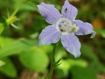 Campanulastrum americanum