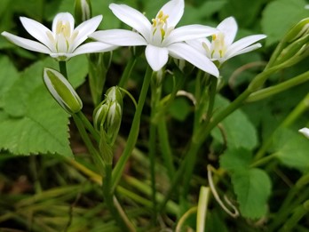 Invasive PA plants Flora of Pennsylvania