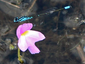 Utricularia purpurea