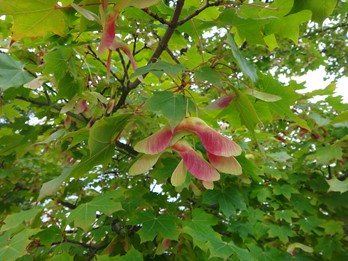 Philadelphia Invasive Trees Invasive PA plants - Flora of Pennsylvania