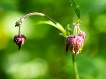 Geum rivale