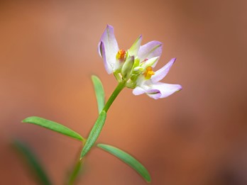 Polygala nuttallii