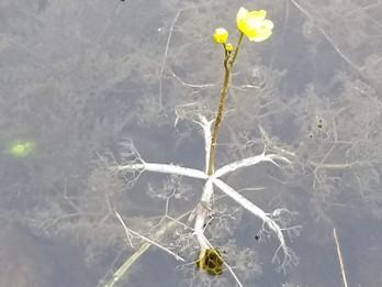 Utricularia radiata