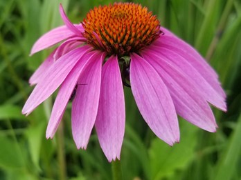 Echinacea purpurea