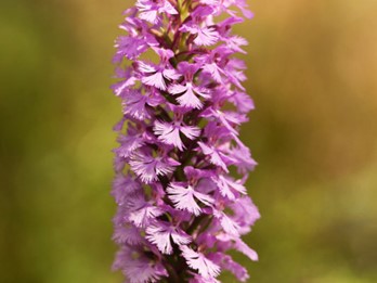 Platanthera psycodes