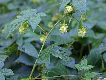 Woody & Herbaceous Vines - Flora of Pennsylvania