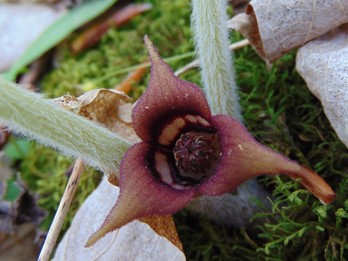 Asarum canadense