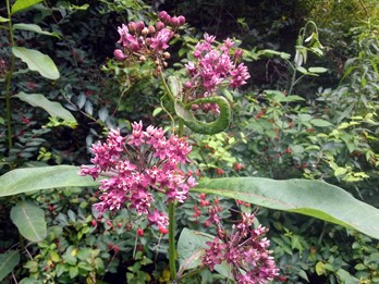 Asclepias purpurascens