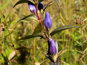 Gentiana saponaria