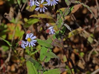 Symphyotrichum patens