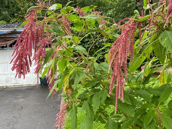 Amaranthus caudatus