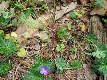 Geranium columbinum