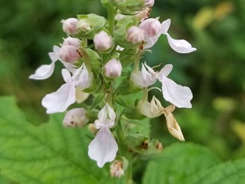 Teucrium canadense
