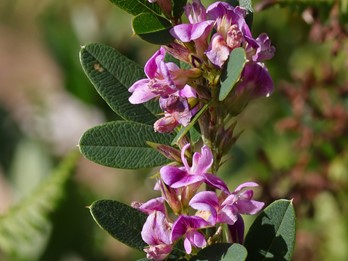 Lespedeza violacea
