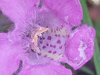 Agalinis purpurea