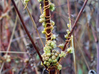 Cuscuta pentagona