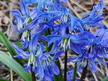 Scilla siberica