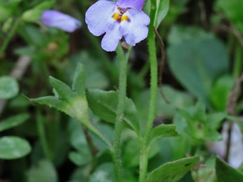 Mazus pumilus