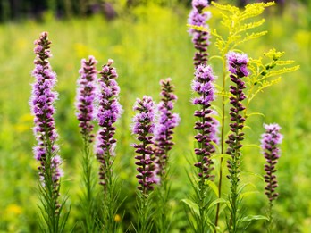 Liatris spicata