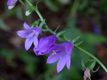 Campanula rapunculoides