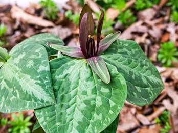 Trillium sessile
