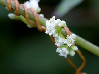 Parasitic and carnivorous plants of PA - Flora of Pennsylvania
