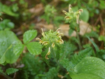 Pedicularis canadensis