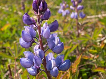 Lupinus perennis