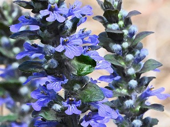 Ajuga reptans