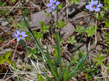 Sisyrinchium montanum