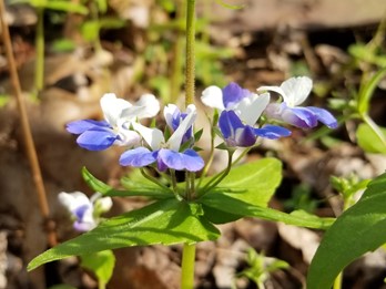 Collinsia verna
