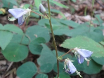 Desmodium rotundifolium