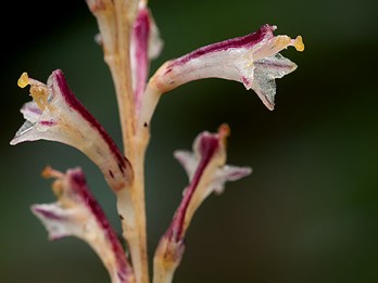 Epifagus virginiana