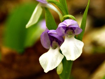 Galearis spectabilis