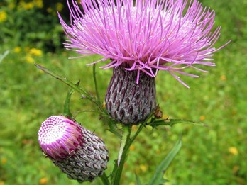 Cirsium muticum