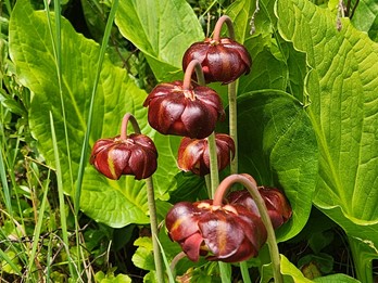 Sarracenia purpurea