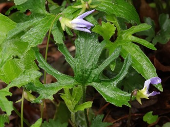 Viola subsinuata