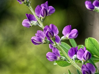 Baptisia australis